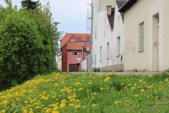 weissenburger_altstadtlauf_2013_20130526_2024631645